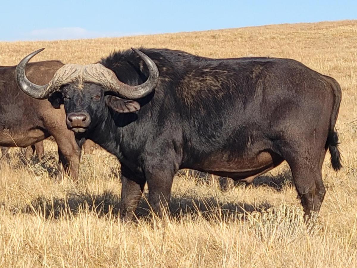 Buffalo Hills Private Game Reserve Harrismith Extérieur photo