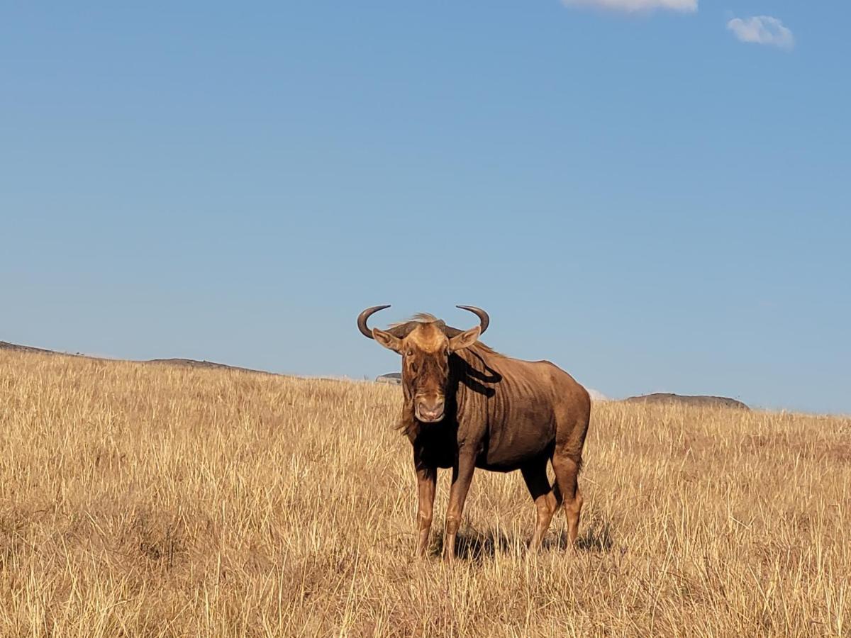 Buffalo Hills Private Game Reserve Harrismith Extérieur photo