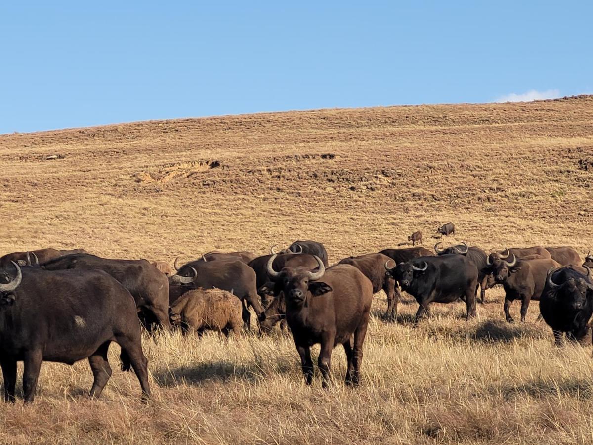 Buffalo Hills Private Game Reserve Harrismith Extérieur photo